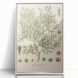Botanical Art Prints: Vintage Callitris Quadrivalvis Illustration