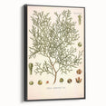 Botanical Art Prints: Vintage Callitris Quadrivalvis Illustration