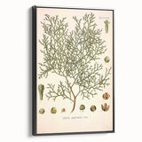 Botanical Art Prints: Vintage Callitris Quadrivalvis Illustration
