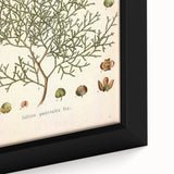 Botanical Art Prints: Vintage Callitris Quadrivalvis Illustration