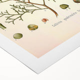 Botanical Art Prints: Vintage Callitris Quadrivalvis Illustration