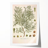 Botanical Art Prints: Vintage Callitris Quadrivalvis Illustration