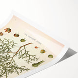 Botanical Art Prints: Vintage Callitris Quadrivalvis Illustration