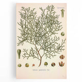 Botanical Art Prints: Vintage Callitris Quadrivalvis Illustration