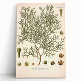Botanical Art Prints: Vintage Callitris Quadrivalvis Illustration