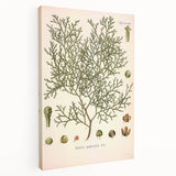 Botanical Art Prints: Vintage Callitris Quadrivalvis Illustration