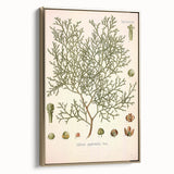 Botanical Art Prints: Vintage Callitris Quadrivalvis Illustration