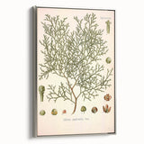 Botanical Art Prints: Vintage Callitris Quadrivalvis Illustration