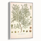 Botanical Art Prints: Vintage Callitris Quadrivalvis Illustration