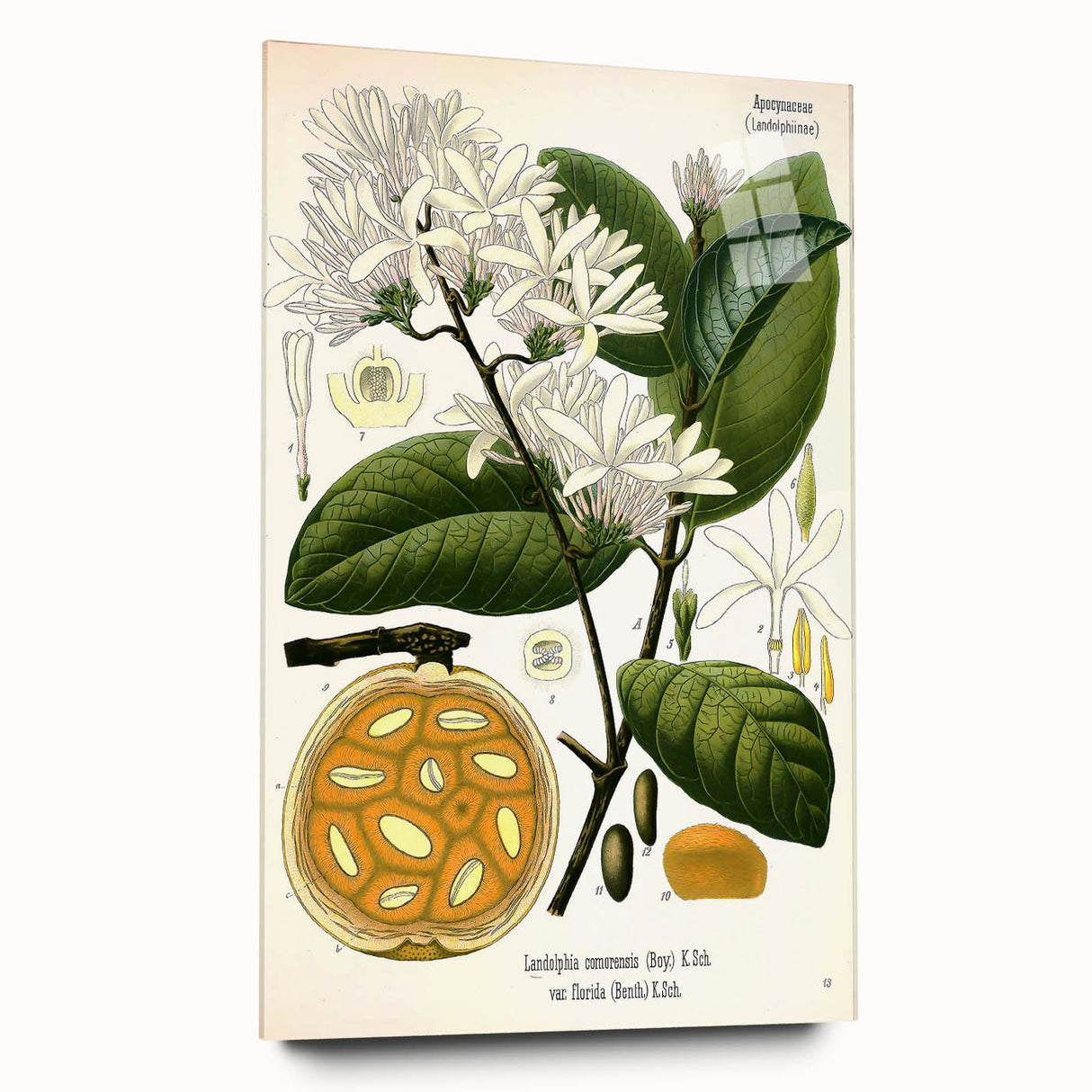 Botanical Art Prints: Landolphia Comorensis Vintage Illustration
