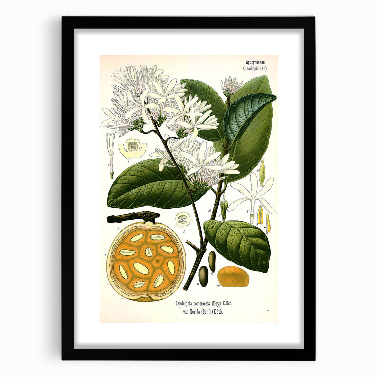 Botanical Art Prints: Landolphia Comorensis Vintage Illustration