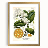 Botanical Art Prints: Landolphia Comorensis Vintage Illustration