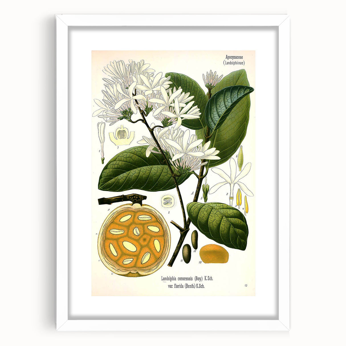Botanical Art Prints: Landolphia Comorensis Vintage Illustration