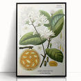 Botanical Art Prints: Landolphia Comorensis Vintage Illustration