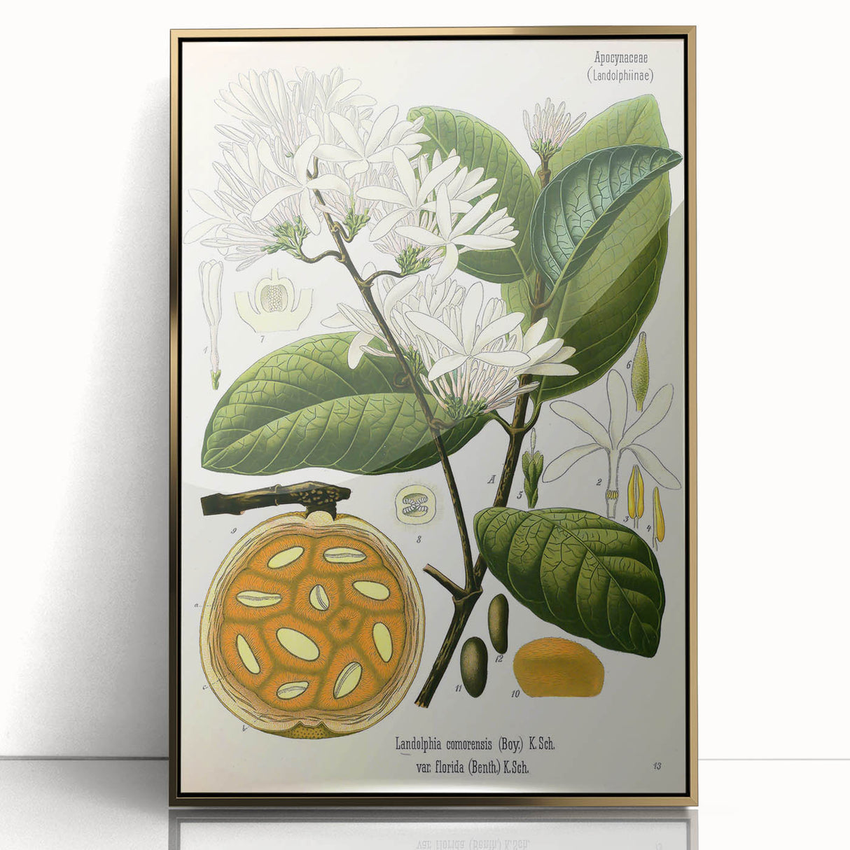 Botanical Art Prints: Landolphia Comorensis Vintage Illustration