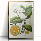 Botanical Art Prints: Landolphia Comorensis Vintage Illustration