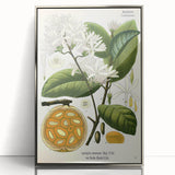 Botanical Art Prints: Landolphia Comorensis Vintage Illustration