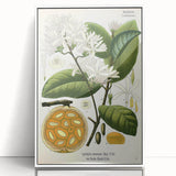 Botanical Art Prints: Landolphia Comorensis Vintage Illustration