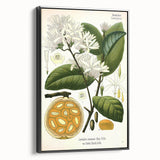 Botanical Art Prints: Landolphia Comorensis Vintage Illustration