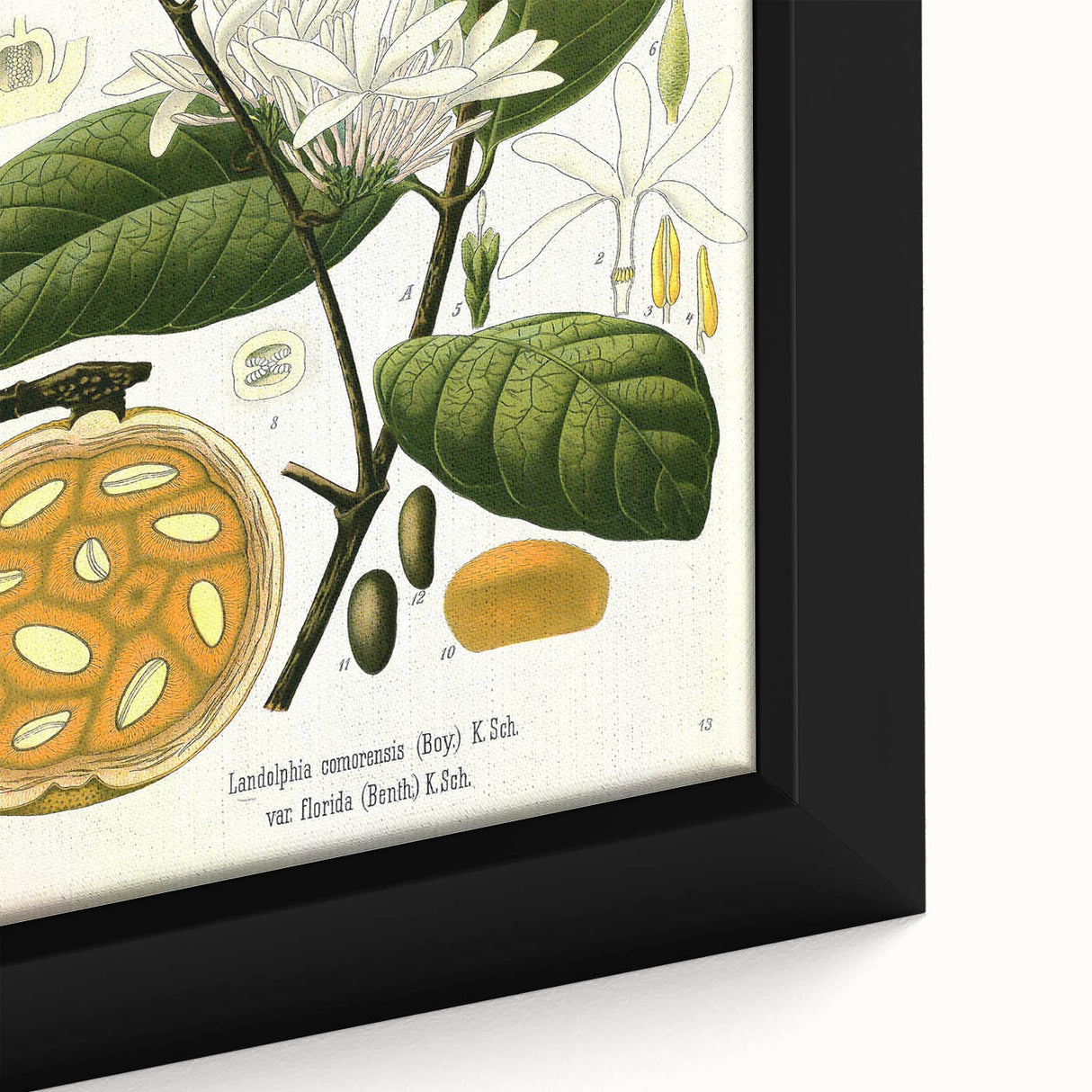 Botanical Art Prints: Landolphia Comorensis Vintage Illustration