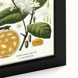 Botanical Art Prints: Landolphia Comorensis Vintage Illustration
