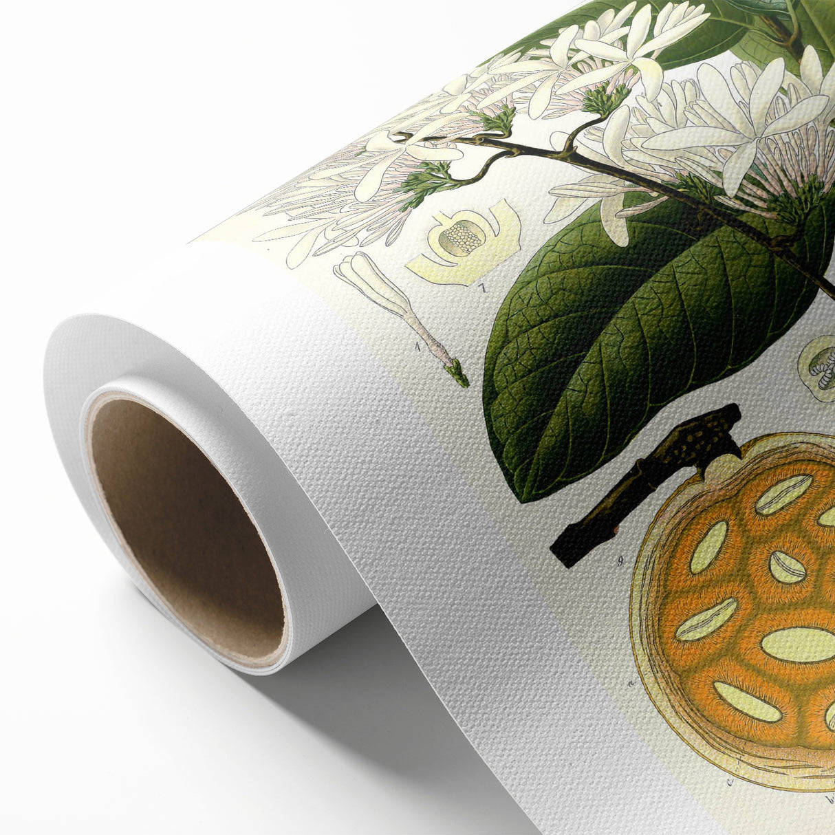 Botanical Art Prints: Landolphia Comorensis Vintage Illustration