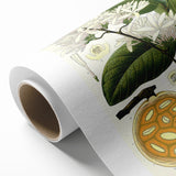 Botanical Art Prints: Landolphia Comorensis Vintage Illustration
