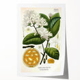 Botanical Art Prints: Landolphia Comorensis Vintage Illustration