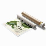 Botanical Art Prints: Landolphia Comorensis Vintage Illustration