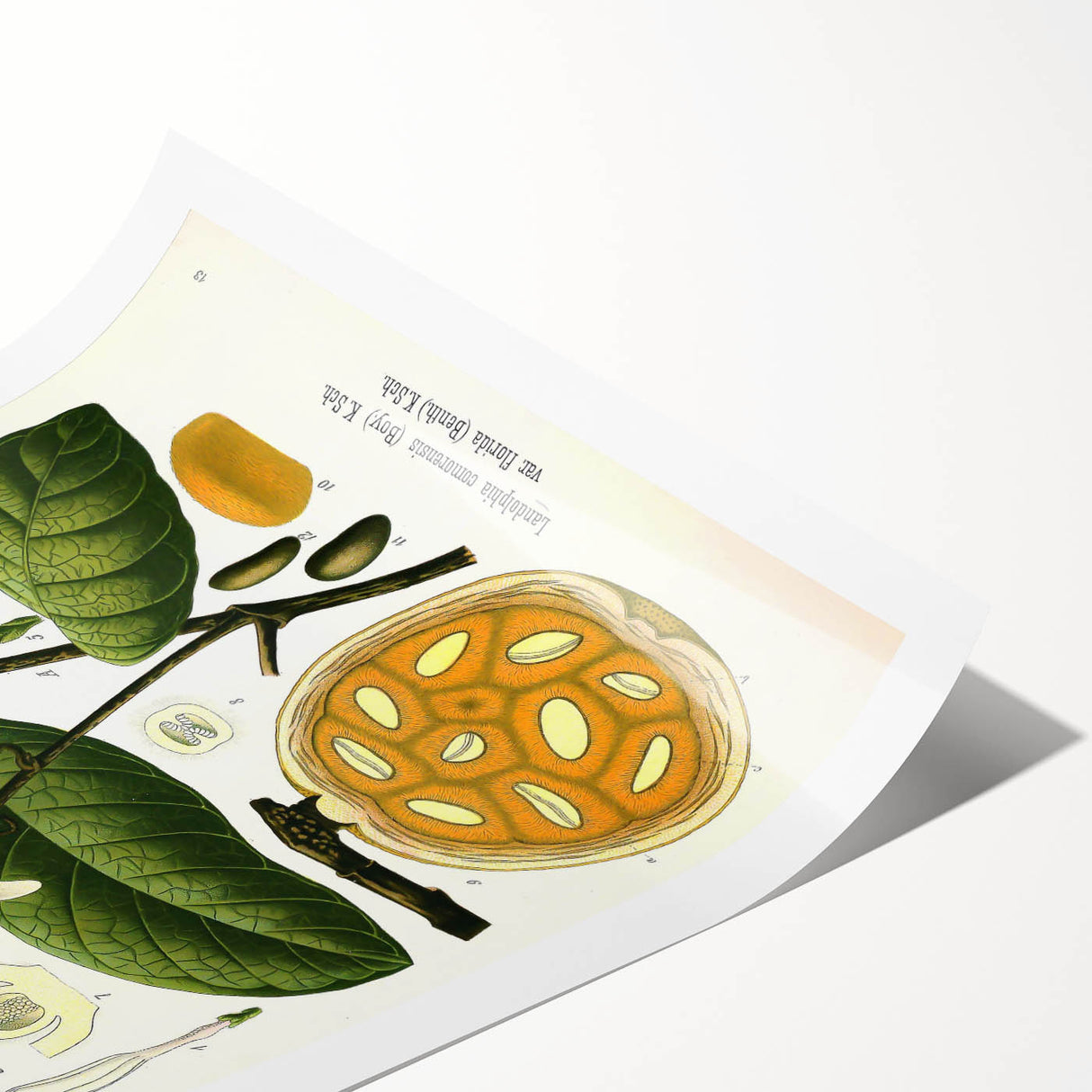 Botanical Art Prints: Landolphia Comorensis Vintage Illustration