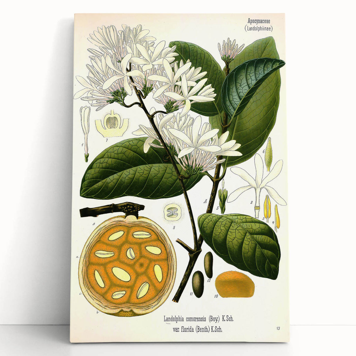 Botanical Art Prints: Landolphia Comorensis Vintage Illustration
