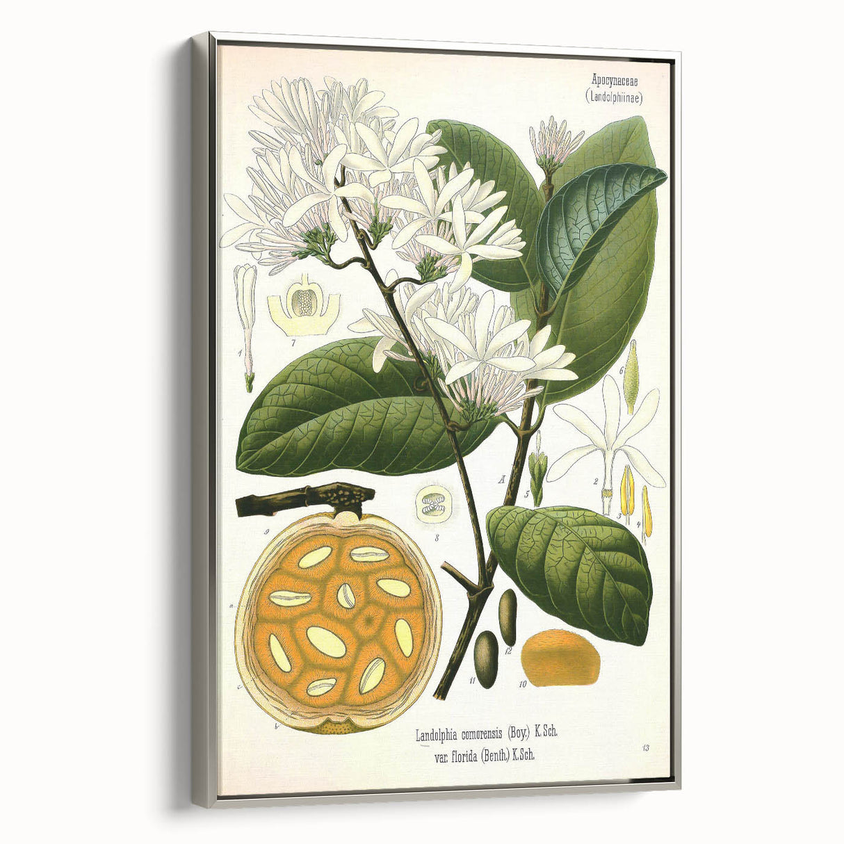 Botanical Art Prints: Landolphia Comorensis Vintage Illustration