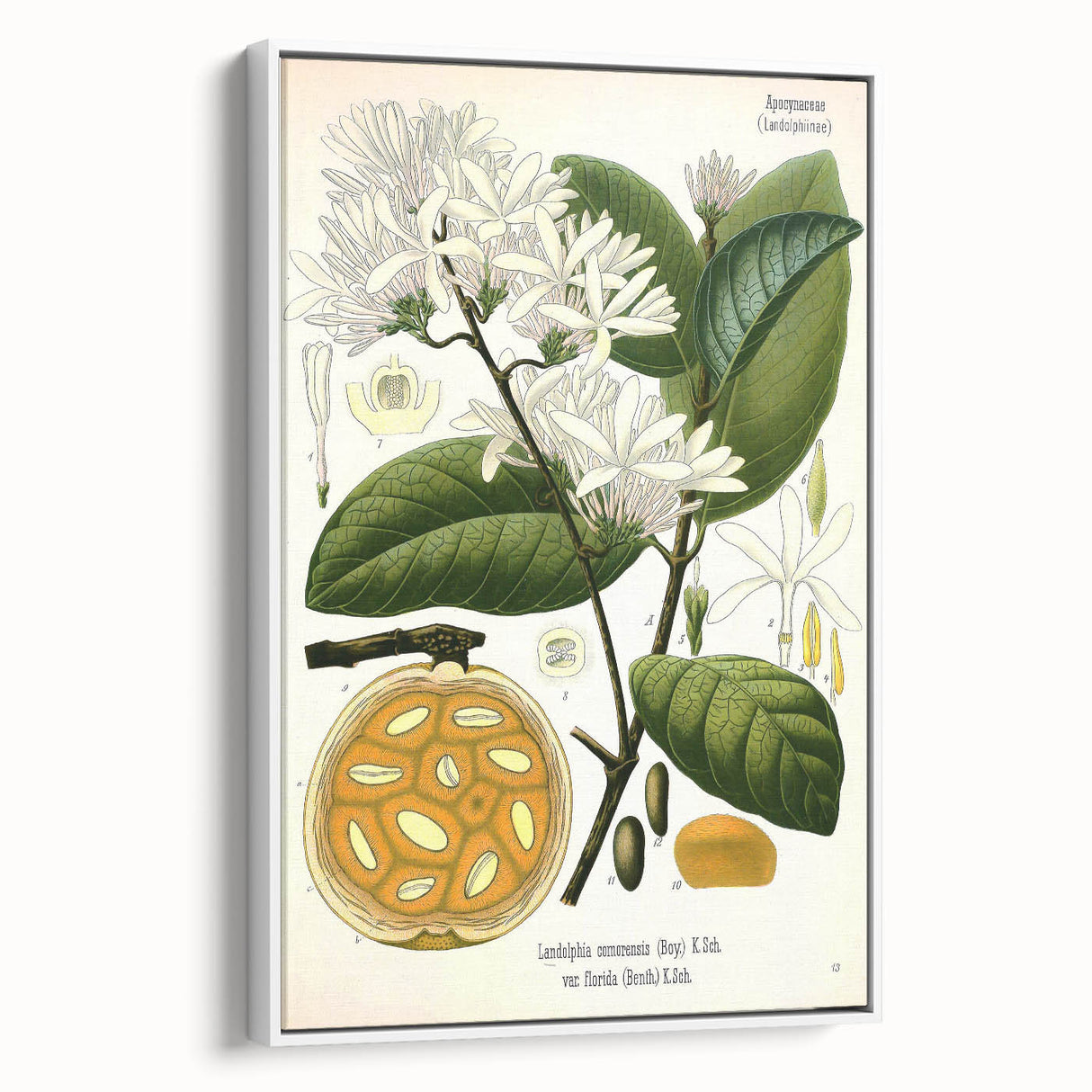 Botanical Art Prints: Landolphia Comorensis Vintage Illustration