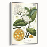 Botanical Art Prints: Landolphia Comorensis Vintage Illustration