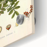 Botanical Art Prints: Pistacia Lentiscus Vintage Illustration