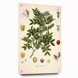 Botanical Art Prints: Pistacia Lentiscus Vintage Illustration