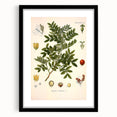 Botanical Art Prints: Pistacia Lentiscus Vintage Illustration
