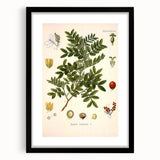 Botanical Art Prints: Pistacia Lentiscus Vintage Illustration