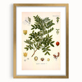 Botanical Art Prints: Pistacia Lentiscus Vintage Illustration