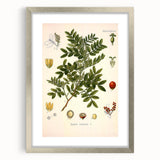 Botanical Art Prints: Pistacia Lentiscus Vintage Illustration