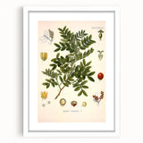 Botanical Art Prints: Pistacia Lentiscus Vintage Illustration