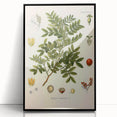 Botanical Art Prints: Pistacia Lentiscus Vintage Illustration