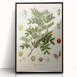 Botanical Art Prints: Pistacia Lentiscus Vintage Illustration