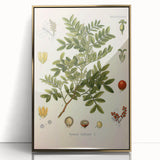 Botanical Art Prints: Pistacia Lentiscus Vintage Illustration