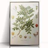Botanical Art Prints: Pistacia Lentiscus Vintage Illustration