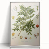 Botanical Art Prints: Pistacia Lentiscus Vintage Illustration
