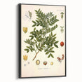 Botanical Art Prints: Pistacia Lentiscus Vintage Illustration