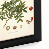 Botanical Art Prints: Pistacia Lentiscus Vintage Illustration