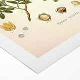 Botanical Art Prints: Pistacia Lentiscus Vintage Illustration