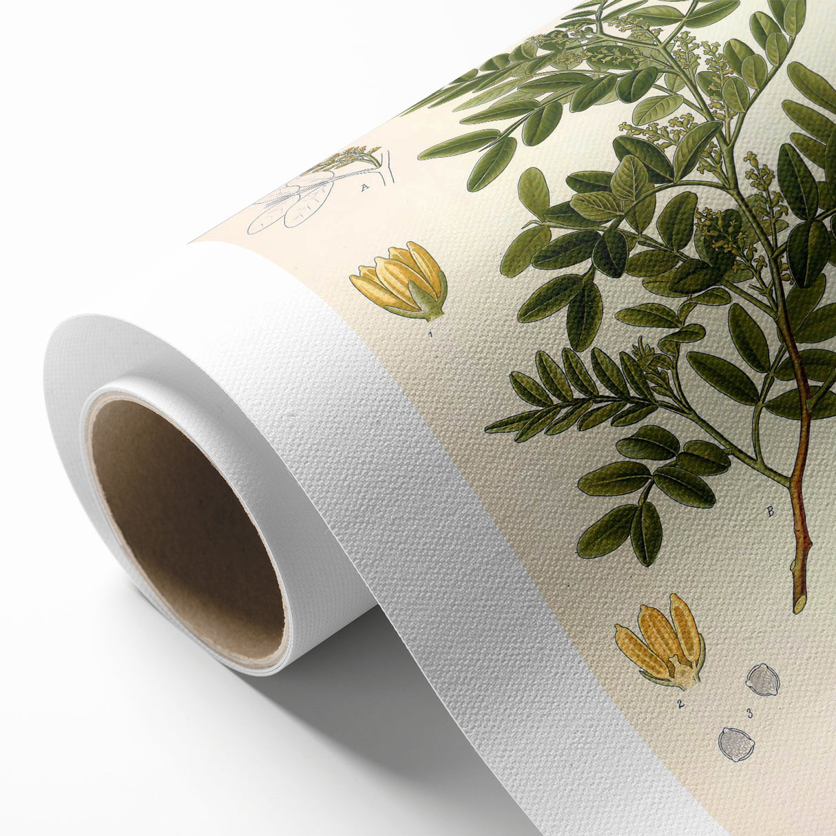 Botanical Art Prints: Pistacia Lentiscus Vintage Illustration